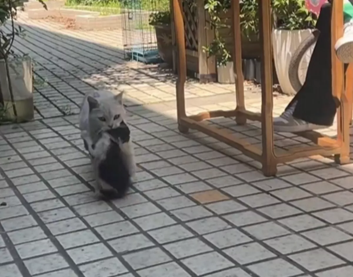 愛貓叼小浪貓要飼主收編  一天18趟不放棄